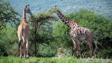 Two Masai giraffes standing beside dense green acacia shrubs, one browsing into foliage and the other facing away.