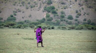 Person in purple clothing carrying a long stick across short grassland below a shrub-covered highland slope.