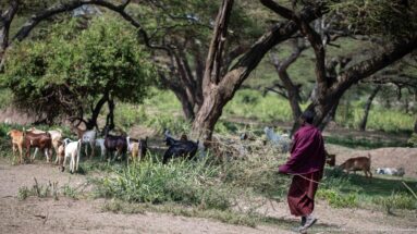 Herder in a dark red wrap walking beside goats and cattle gathered under large trees in Ngorongoro.