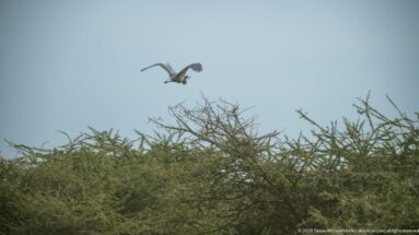 Large long-legged bird flying above dense thorn scrub, with broad wings extended and legs trailing behind.