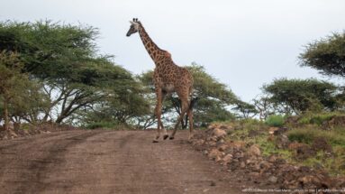 Tall giraffe standing in the middle of a dirt safari road with low trees and scrub on both sides.