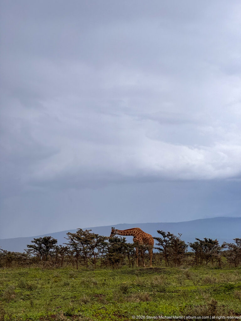 Distant giraffe walking behind low flat-topped trees beneath a broad gray-blue sky in Ngorongoro.