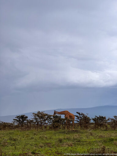 Distant giraffe walking behind low flat-topped trees beneath a broad gray-blue sky in Ngorongoro.