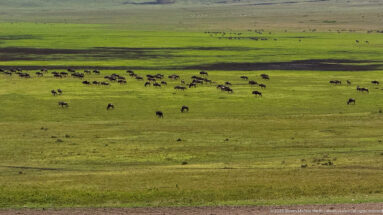 Dozens of wildebeest scattered across vivid green Ngorongoro grassland with dark bands crossing the plain.