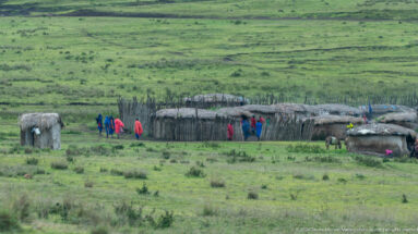 Distant fenced boma on green Ngorongoro pasture with residents in bright clothing and livestock nearby.