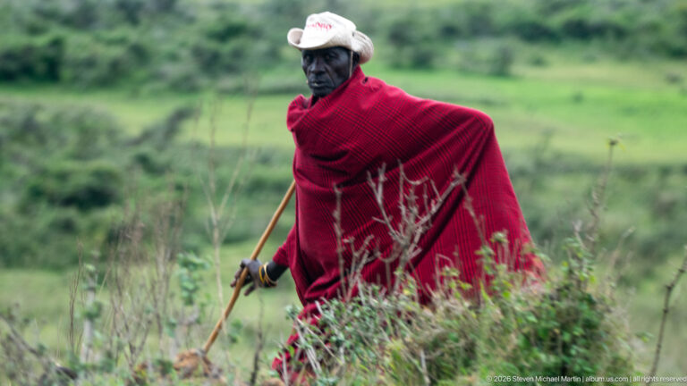 Man in a bright red wrap and pale hat walking through Ngorongoro highland grass while carrying a long wooden staff.