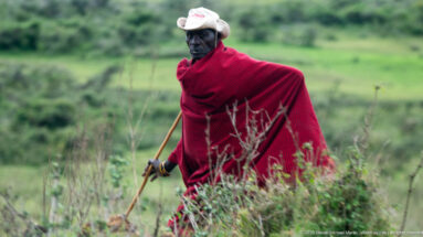 Man in a bright red wrap and pale hat walking through Ngorongoro highland grass while carrying a long wooden staff.