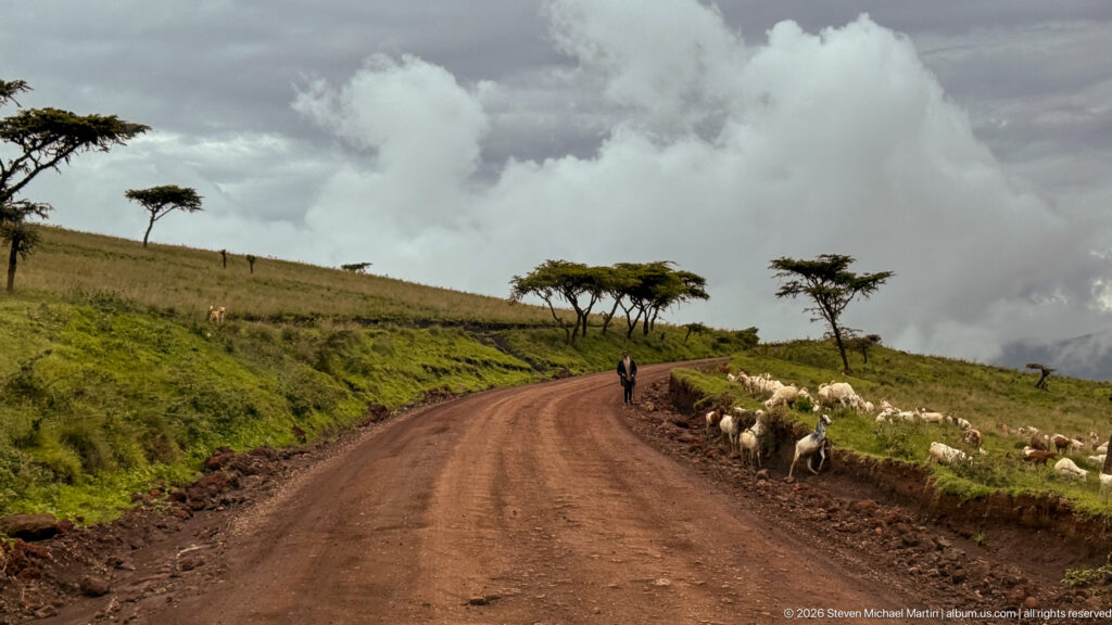 Herd of sheep or goats beside a red dirt road on grassy Ngorongoro highlands under towering storm clouds.