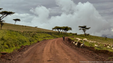 Herd of sheep or goats beside a red dirt road on grassy Ngorongoro highlands under towering storm clouds.