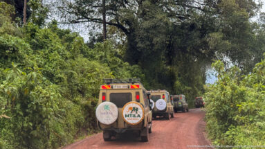 Convoy of safari vehicles on a red dirt road enclosed by dense green highland forest near Ngorongoro.