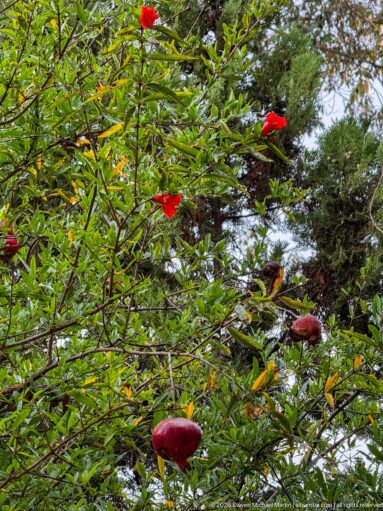 Tree branches with glossy green leaves and several large deep-red hanging flowers near the Ngorongoro rim.