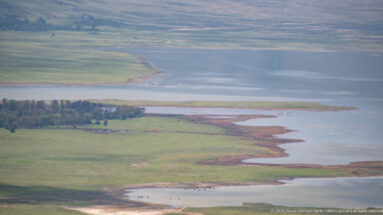 Shallow lake and marshy shorelines across green Ngorongoro Crater grassland, with small groups of animals near the water.