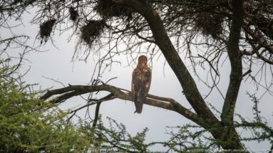 Large brown raptor perched upright on an acacia branch amid sparse leaves and interlacing limbs.