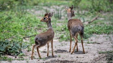 Two Kirk’s dik-diks standing alert on a sandy clearing with green scrub behind.