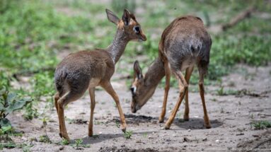 Two Kirk’s dik-diks on sandy ground, one alert in profile and the other feeding.