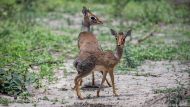 Two small Kirk’s dik-diks standing together on sandy ground among low vegetation.
