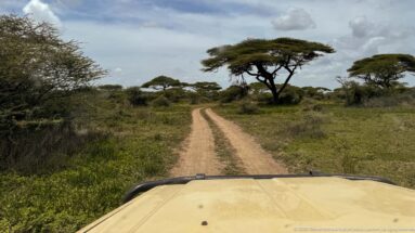 Dirt game-drive track leading through low savanna toward flat-topped acacia trees, seen over a vehicle hood.