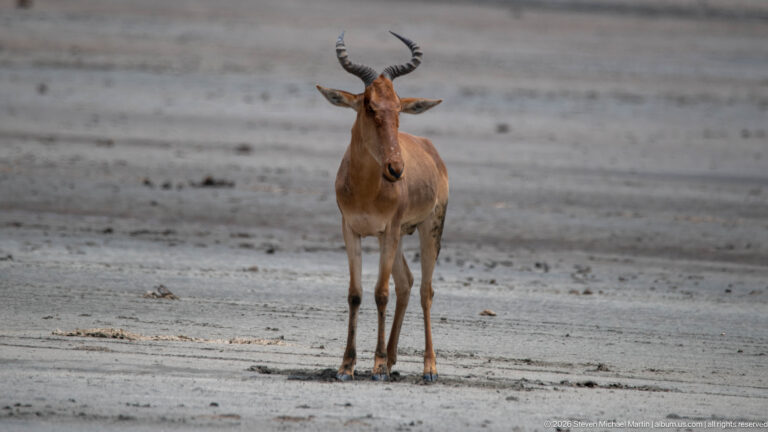 Front-facing Coke’s hartebeest standing alone on broad pale bare ground.