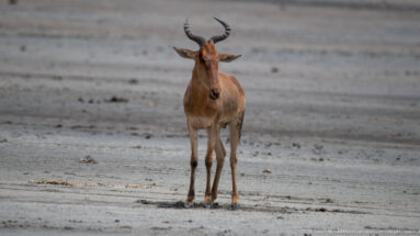 Front-facing Coke’s hartebeest standing alone on broad pale bare ground.