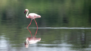 Single greater flamingo walking in profile through still water with a strong reflection.