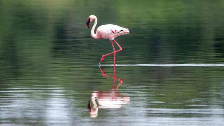 Flamingo