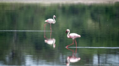 Two pale flamingos wading through green reflective water, one upright and one with neck lowered.
