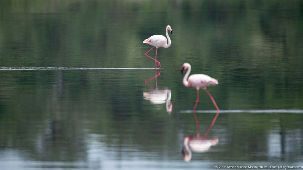 Two greater flamingos wading at different distances across calm reflective water.