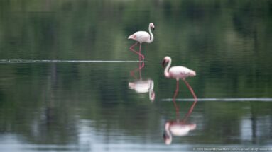Two greater flamingos wading at different distances across calm reflective water.
