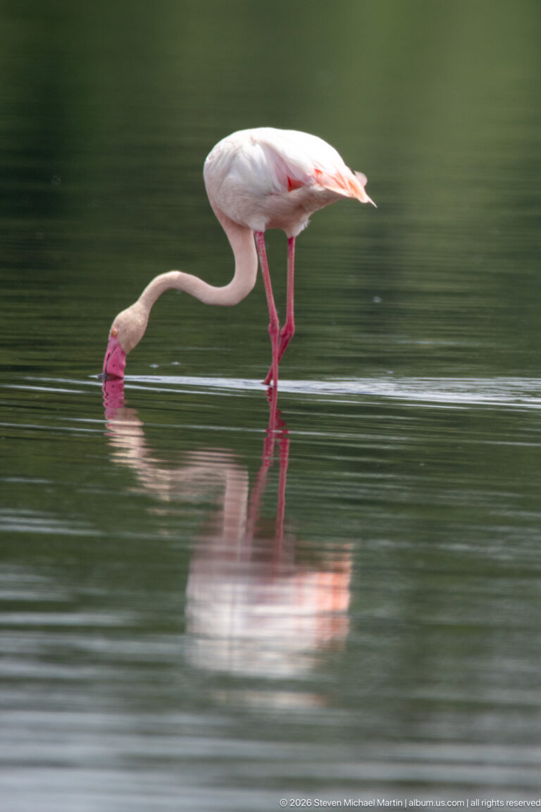 Greater flamingo bending forward with its bill submerged while feeding in shallow water.