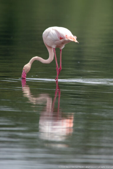 Greater flamingo bending forward with its bill submerged while feeding in shallow water.