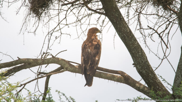 Large brown eagle perched upright on a tree branch, backlit against a pale sky.