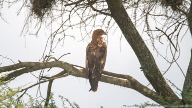 Large brown eagle perched upright on a tree branch, backlit against a pale sky.