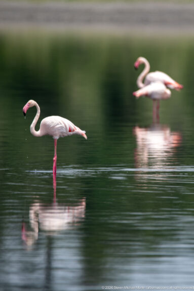 Two greater flamingos wading through reflective water, one sharp in front and one blurred behind.
