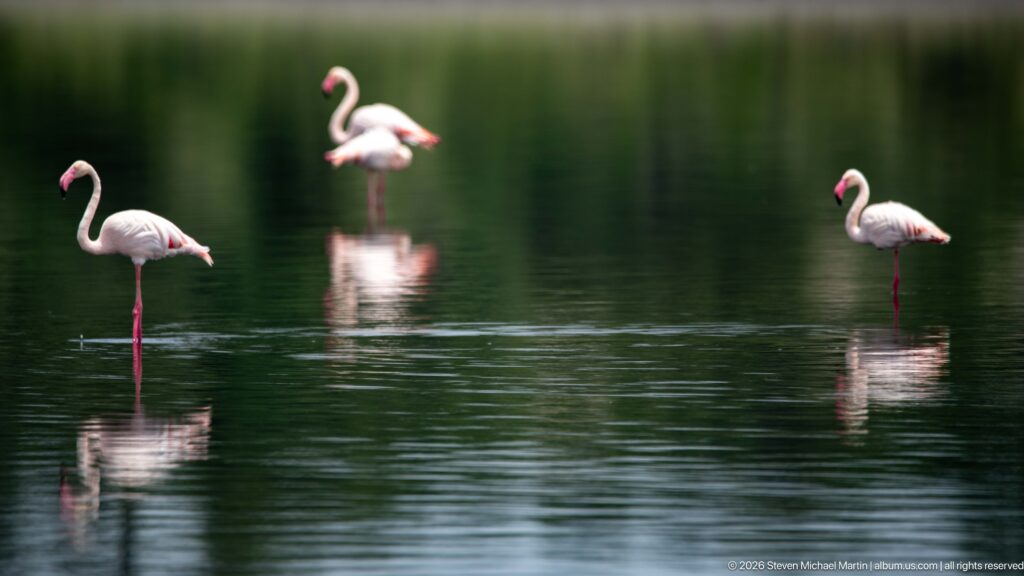 Three pale pink greater flamingos spaced across calm water with reflections.