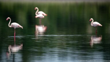 Three pale pink greater flamingos spaced across calm water with reflections.