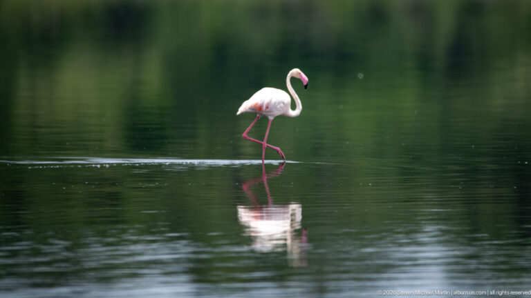Single pale pink greater flamingo wading through calm dark green water.