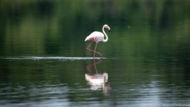 Single pale pink greater flamingo wading through calm dark green water.