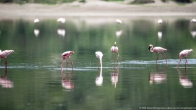 Pale pink greater flamingos feeding and standing in shallow green water with reflections.