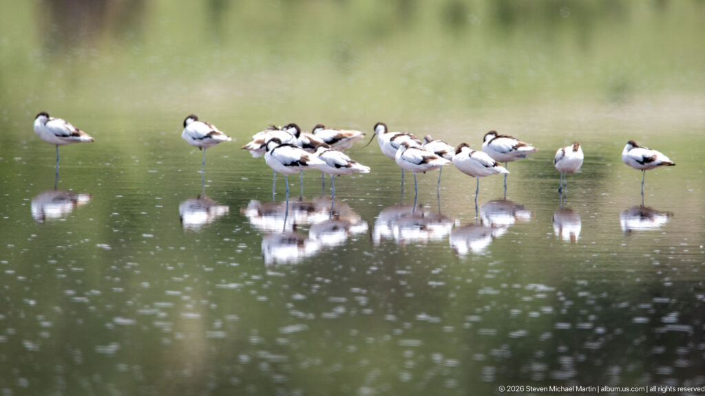 Resting pied avocets lined across shallow water with clear reflections below.