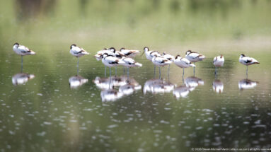 Resting pied avocets lined across shallow water with clear reflections below.