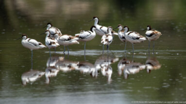 Group of black-and-white pied avocets standing and preening in shallow reflective water.