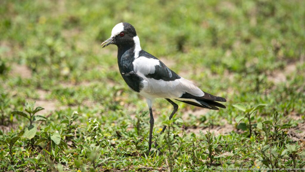 Black-and-white blacksmith lapwing standing on short green and bare ground.