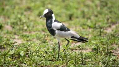 Black-and-white blacksmith lapwing standing on short green and bare ground.