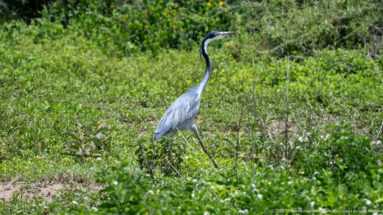 Black-headed heron standing tall in dense green groundcover near Ndutu Lake.
