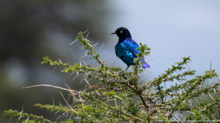 Superb starling perched near the top of a thorny acacia branch.