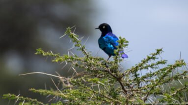 Superb starling perched near the top of a thorny acacia branch.