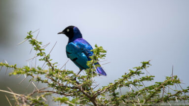 Iridescent blue and black superb starling perched on a thorny acacia branch.