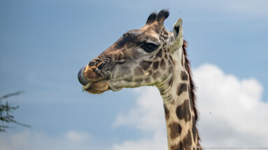 Close side portrait of a Masai giraffe’s head and upper neck against blue sky.