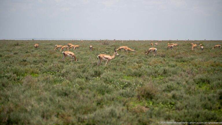 Thomson’s gazelles grazing in scattered groups across low open vegetation.