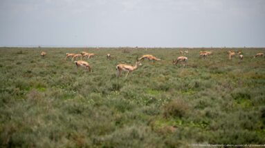 Thomson’s gazelles grazing in scattered groups across low open vegetation.